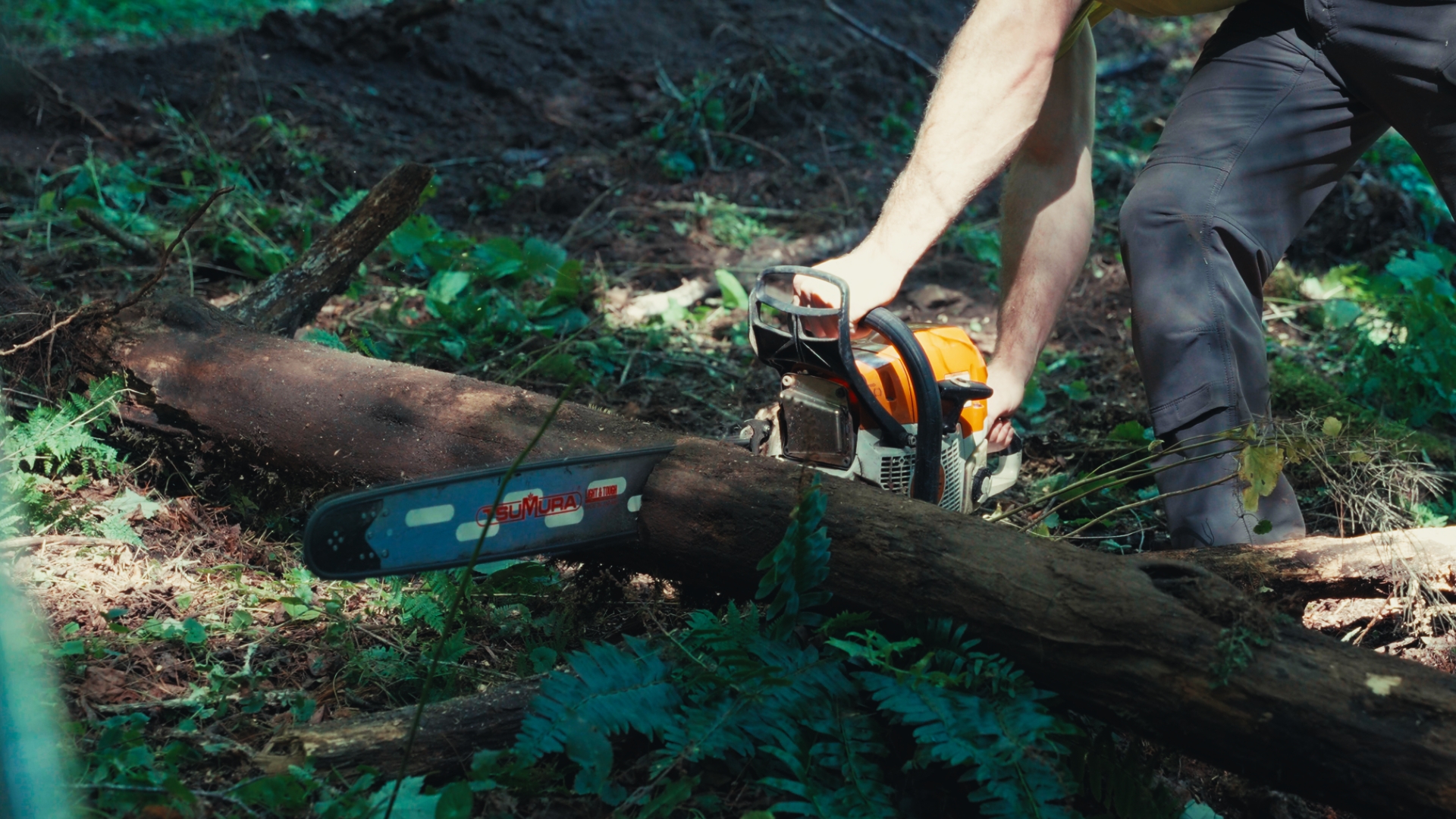 Chainsaw cutting through a log in a sunlit forest